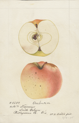 Apples, Auburn (1895)