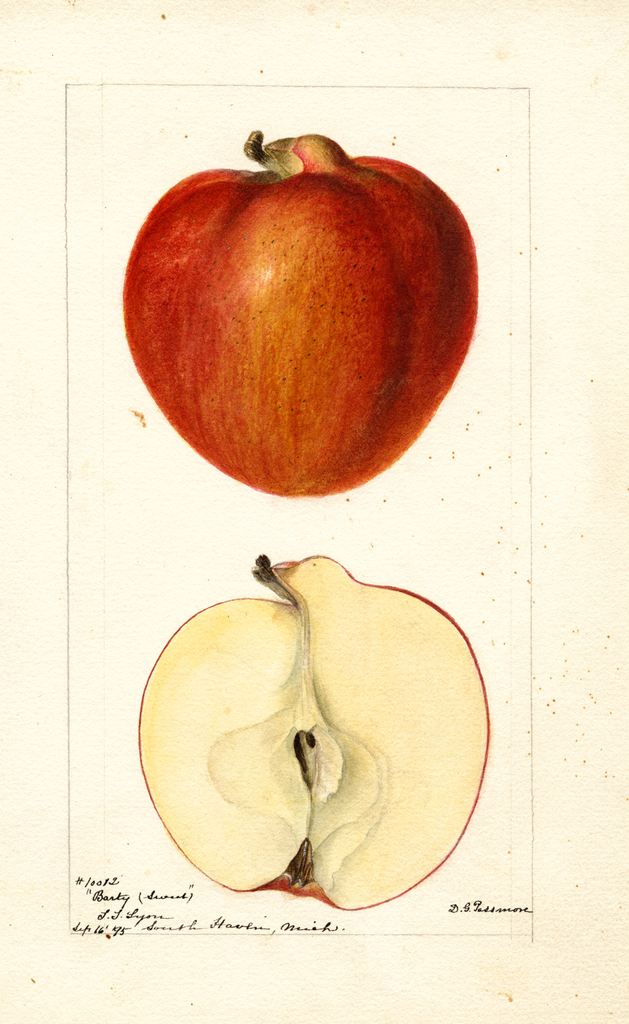Apples, Barty (sweet) (1895)