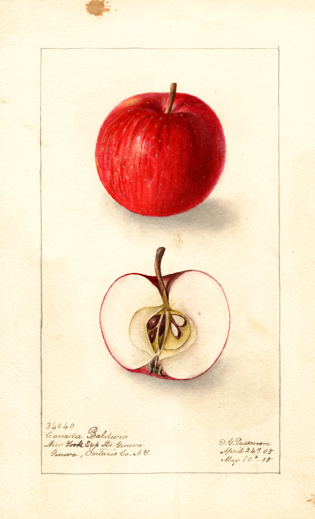 Apples, Canada Baldwin (1905)
