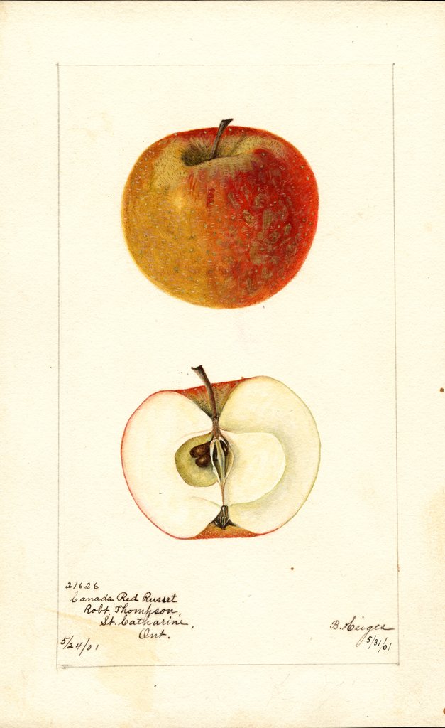 Apples, Canada Red Russet (1901)