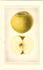 Apples, Canada Reinette (1928)