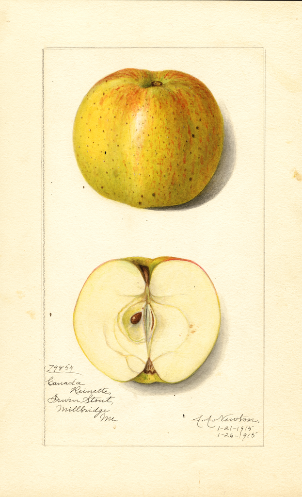 Apples, Canada Reinette (1915)