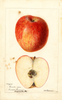 Apples, Cannon (1893)