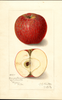 Apples, Cannon Pearmain (1912)