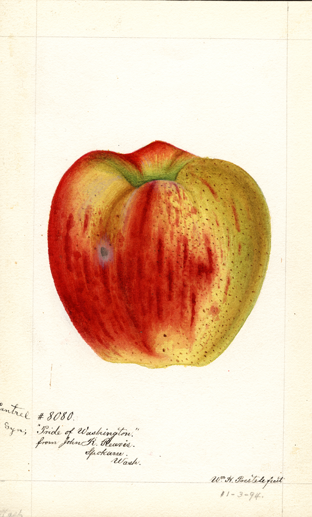 Apples, Cantrel (1894)