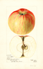 Apples, Capitol (1897)