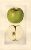 Apples, Carlough (1927)