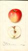 Apples, Carlough (1904)
