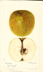 Apples, Carlough (1895)