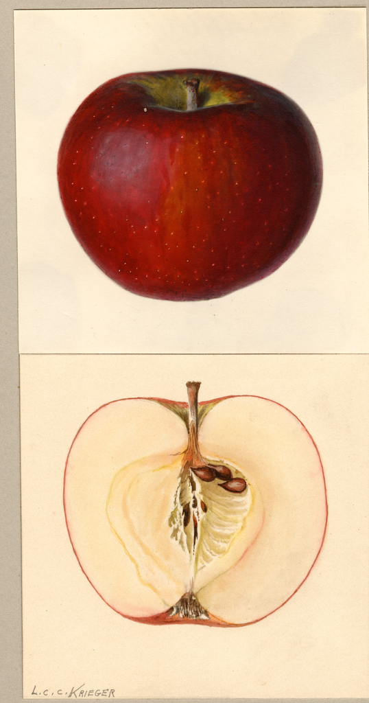 Apples, Carlton (1935)