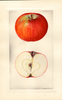 Apples, Carlton (1930)