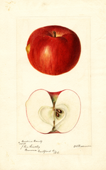 Apples, Carolina Beauty (1895)