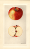 Apples, Carson (1929)