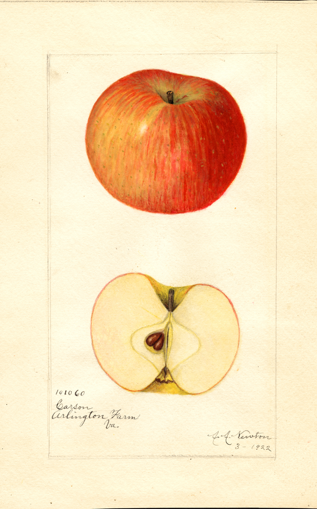 Apples, Carson (1922)