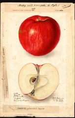 Apples, Bennett (1905)