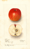 Apples, Missing Link (1909)