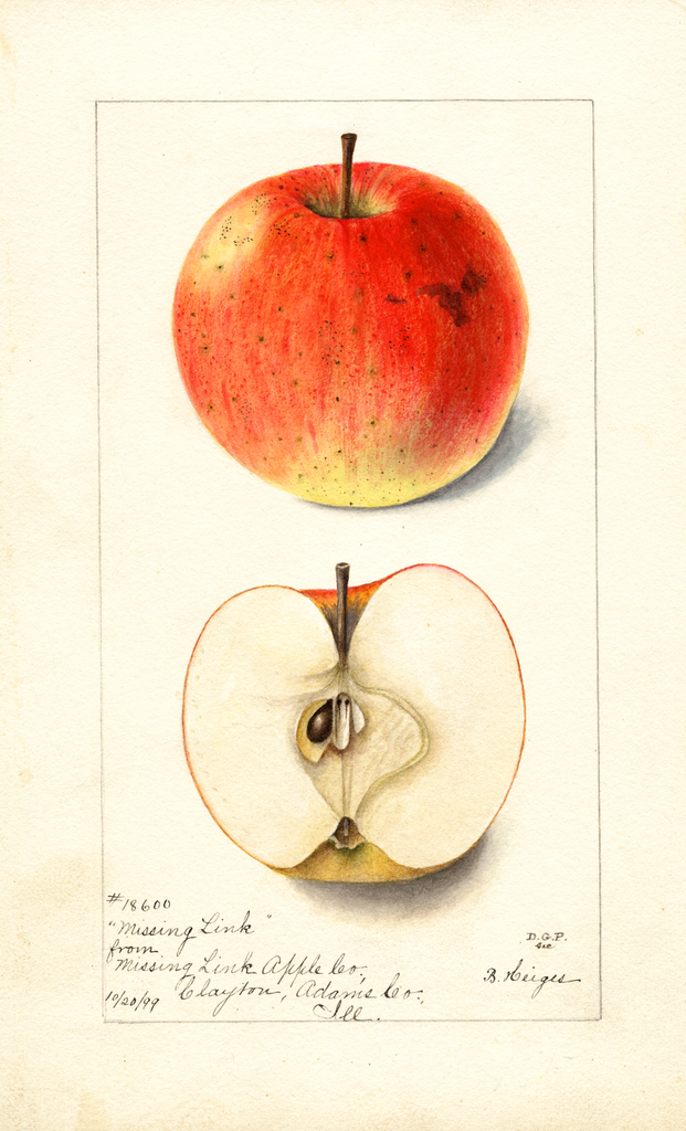 Apples, Missing Link (1899)
