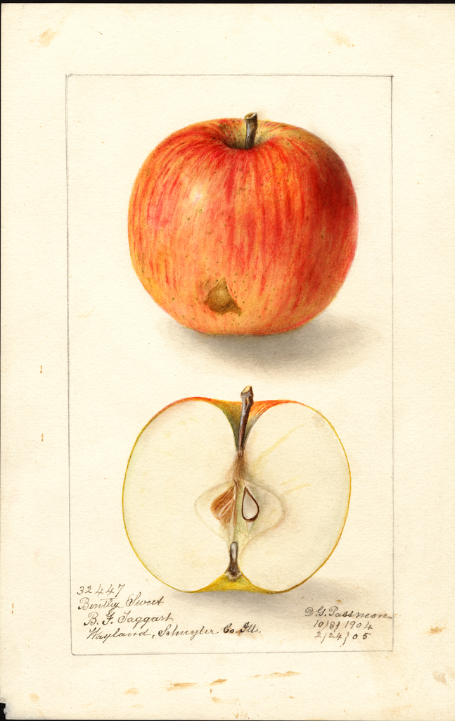 Apples, Bentley Sweet (1905)