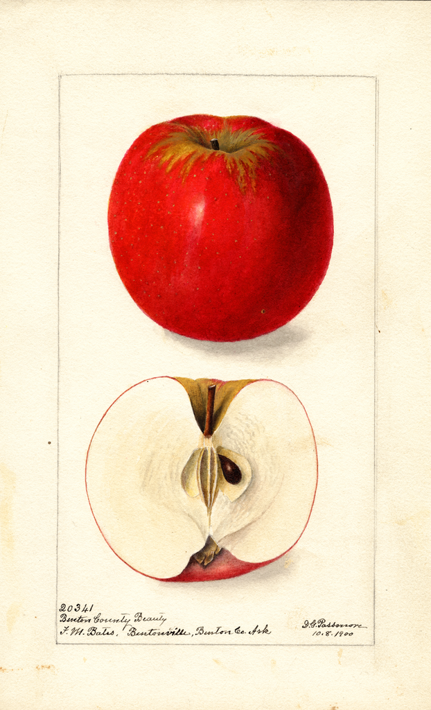 Apples, Benton Beauty (1900)