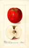 Apples, Benton Beauty (1900)