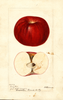 Apples, Berry Red (1896)