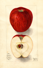 Apples, Bethel (1912)