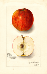 Apples, Bethel (1912)