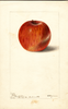 Apples, Bethel (1899)