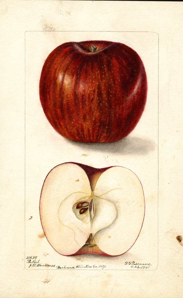 Apples, Bethel (1901)