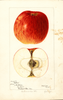 Apples, Bethel (1897)