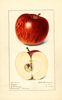 Apples, Bethel (1917)
