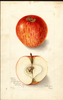 Apples, Bethel (1905)