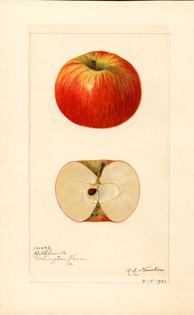 Apples, Bethlemite (1921)