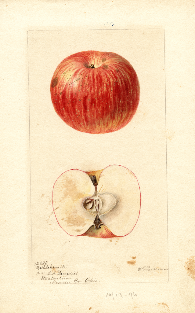 Apples, Bethlemite (1896)