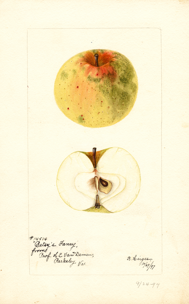 Apples, Betsys Fancy (1897)
