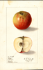 Apples, Bible (1907)