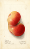 Apples, Bietigheimer (1905)