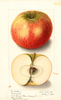 Apples, Bismarck (1905)