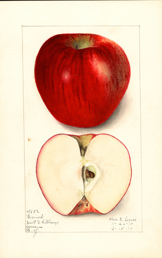 Apples, Bismark (1910)
