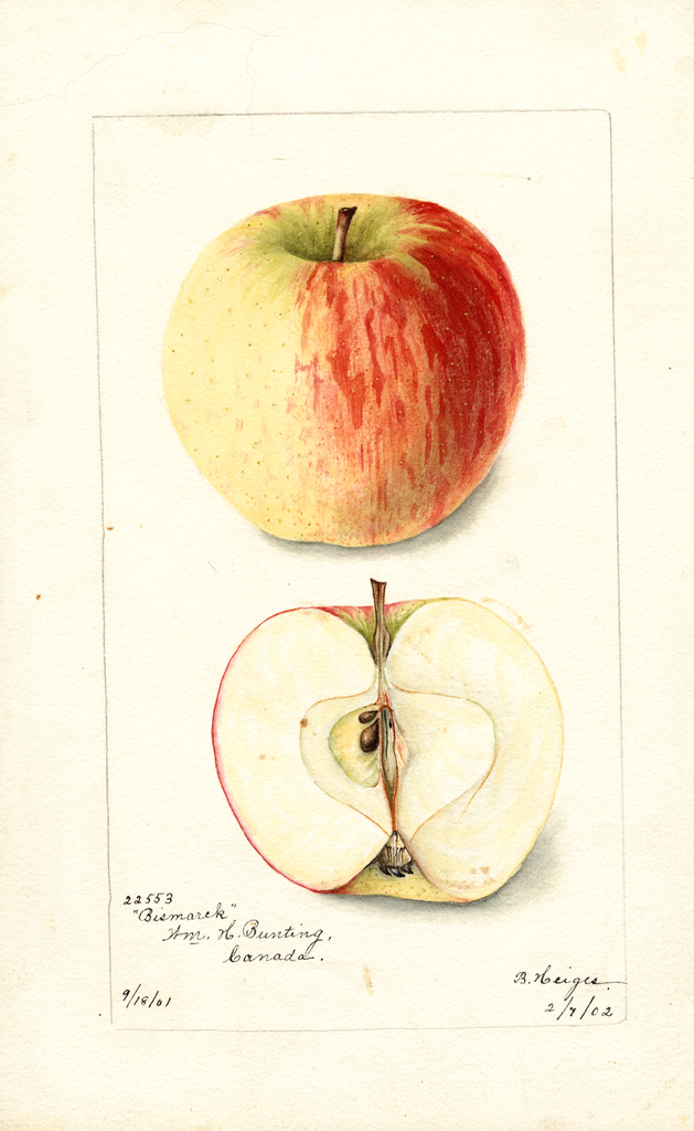 Apples, Bismarck (1902)