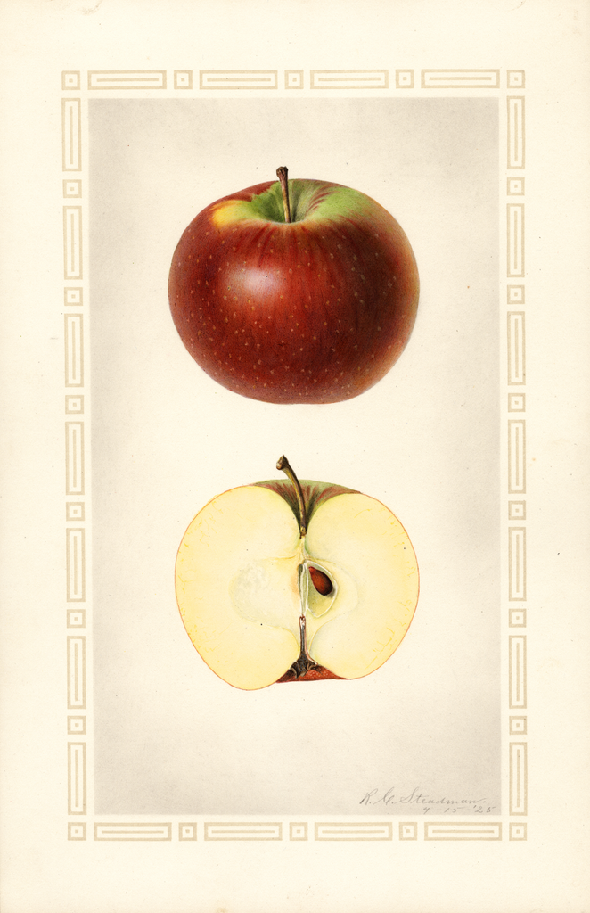 Apples, Black Annette (1925)