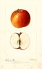 Apples, Black Annette (1896)