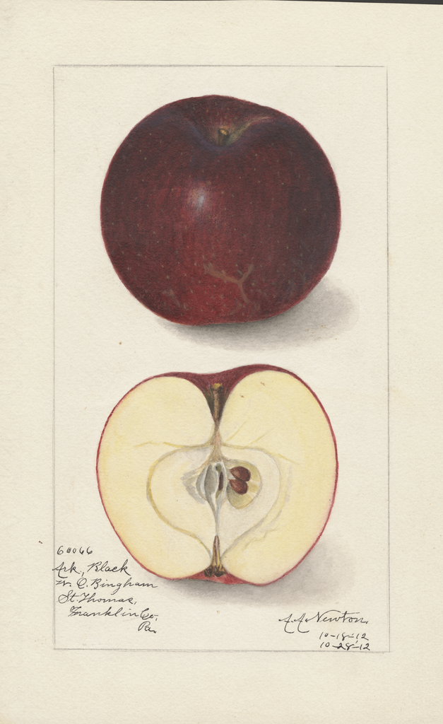 Apples, Arkansas Black (1912)