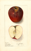 Apples, Black Sap (1911)