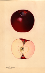 Apples, Black Winesap (1931)