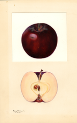 Apples, Black Winesap (1932)