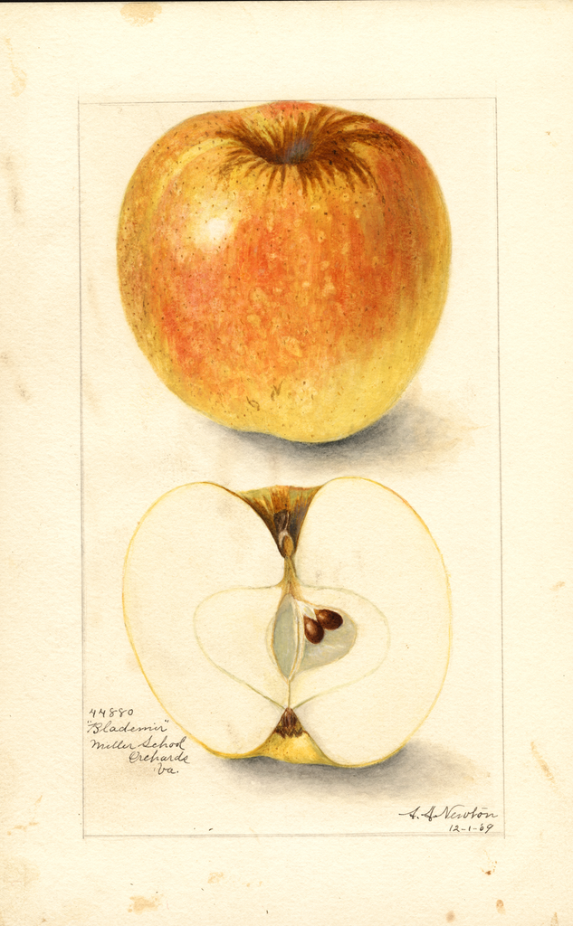 Apples, Blademir (1909)