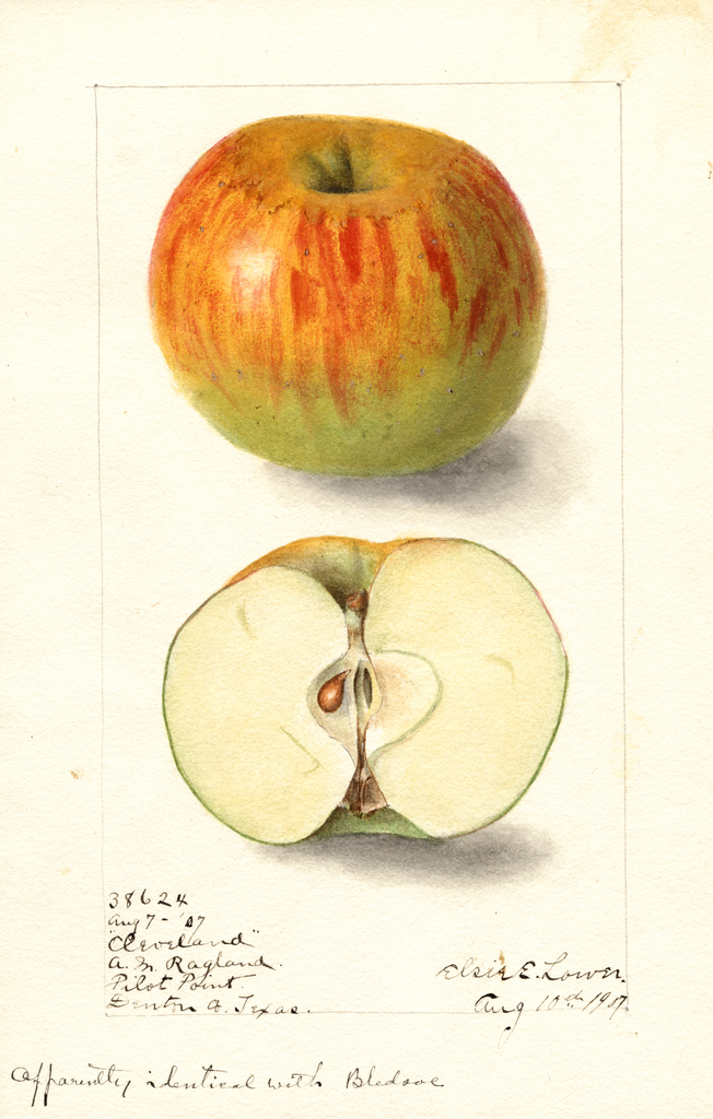 Apples, Cleveland (1907)