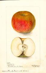Apples, Cleveland (1901)