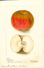Apples, Cleveland (1901)